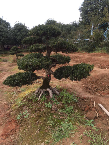 羅漢松盆景