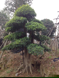 瀏陽(yáng)造型花木有限公司,瀏陽(yáng)紅花繼木和羅漢松,瀏陽(yáng)小葉女貞和榆樹(shù),欏木石楠和桂花哪里的好 瀏陽(yáng)造型花木有限公司,瀏陽(yáng)紅花繼木和羅漢松,瀏陽(yáng)小葉女貞和榆樹(shù),欏木石楠和桂花哪里的好